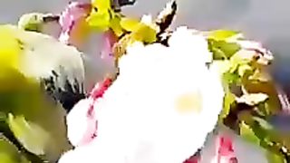 Best scene of the World / Best voice/Live /Natural world