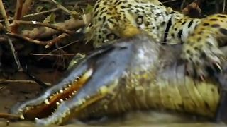Tagiar  video