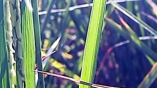 Best Music | Amazing View | #short | #nature