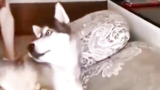 Dogs funny videos || dog kissing