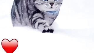 Islamic video