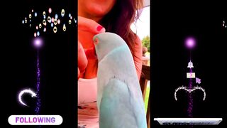 Baby Blue Chicken Says BOOP