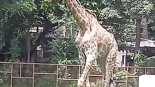 Girrafe in zoo