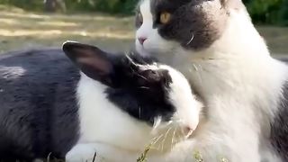 Love of Cat and Rabbit