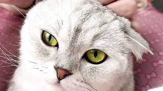 Cat ready