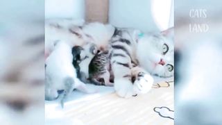 SO CUTE CATS
