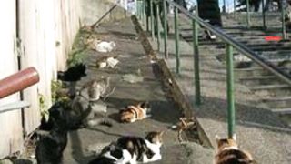 Aoshima/Ehime Prefecture's Ozu City /cat island
