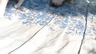 Lovely pets