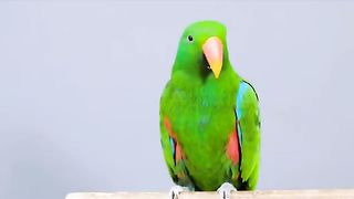 #Most beautiful parrots in world #Febspot#