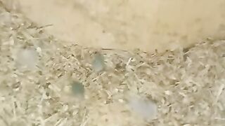 Love birds | blue mask breeder pair