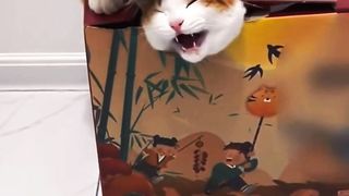 Cats Lovers | #short #cats