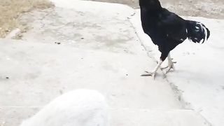 Chicken Try To Steal Cats Food :@