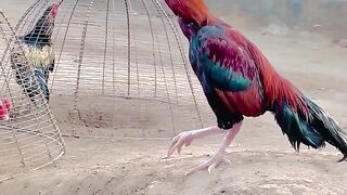 Lakha_Angry_❤️_#shorts_#youtubeshorts_#aseel_#viral_#viralvideo_#trending_