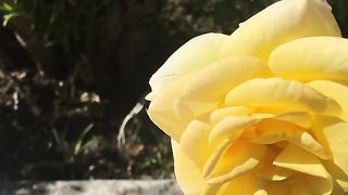 Yellow roses