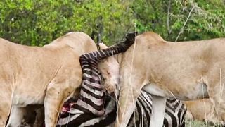 Lion King attick zebra