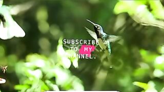Beautiful birds