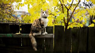 Cats with different voices | Animals Sounds