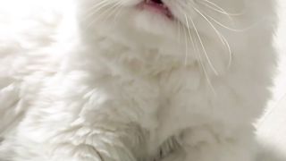 Beautiful cute white Cat