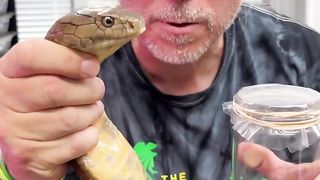 Black king cobra romantic dinner
