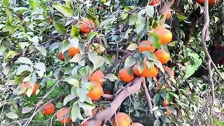 Beautiful orange video