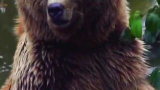 Giant Bear Swimming in Alaskan Wilderness????#short #youtubeshorts