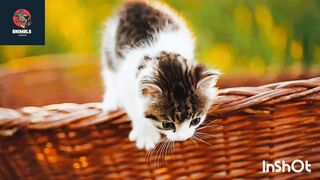 Funny cats ????