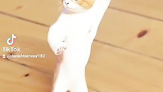 Funny Cat Dance