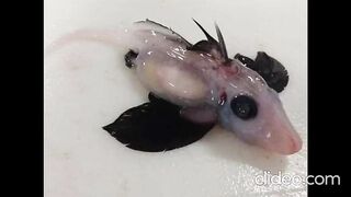 baby shark found .....