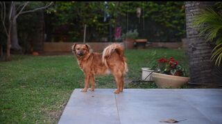 Cute dog