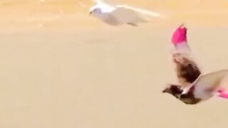 Pigeons flying around