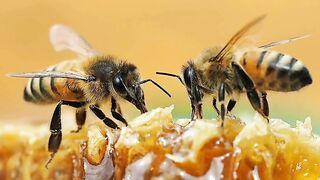 Honey  || interesting facts