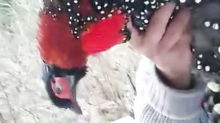 Watch the video of what the hunter does next.