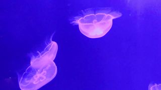 Jelly fish