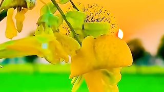 #short video mera gaon