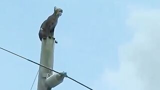 A cate in trouble on electricity wire