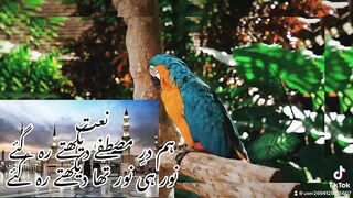 نعت ہم درِ مصطفےٰ دیکھتے رہ گئے نور ہی نور تھا دیکھتے رہ گئے