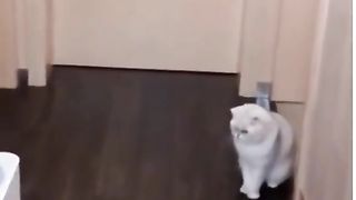 TikTok cats funny video