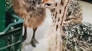 Ostrich kids. Looking so beautiful little kids.