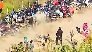 Bull fight
