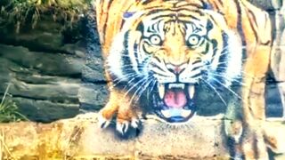 Tiger Drawing ???? Tiger Painting ???? One of the Best Draw Amazing Drawing