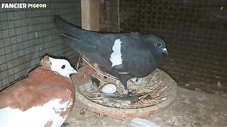 Pigeon eggs hatching New vedio