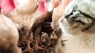 Cat and hen very big fight ha ha ha