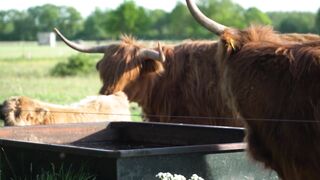 Bull Video | Animals Voices | Animals Videos | Animals Tiktok