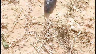 Black snake ????