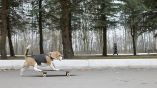 Pet Dog skateboarding outdoor
