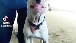 my golteria dog
