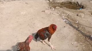 Cock fight 2023 ???? #febspotclip #sadafpendu