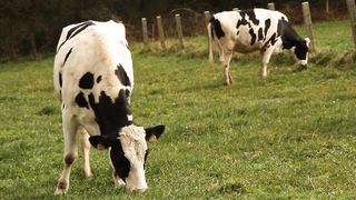 Cows Video and more animals sounds Dog, Parrot, Chicken cute animals