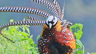 File name White-crowned Long-tailed Pheasant.__--Luoyang City