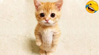 Funny Animal Videos 2022 ???? - Funniest Cats And Dogs Videos ????????